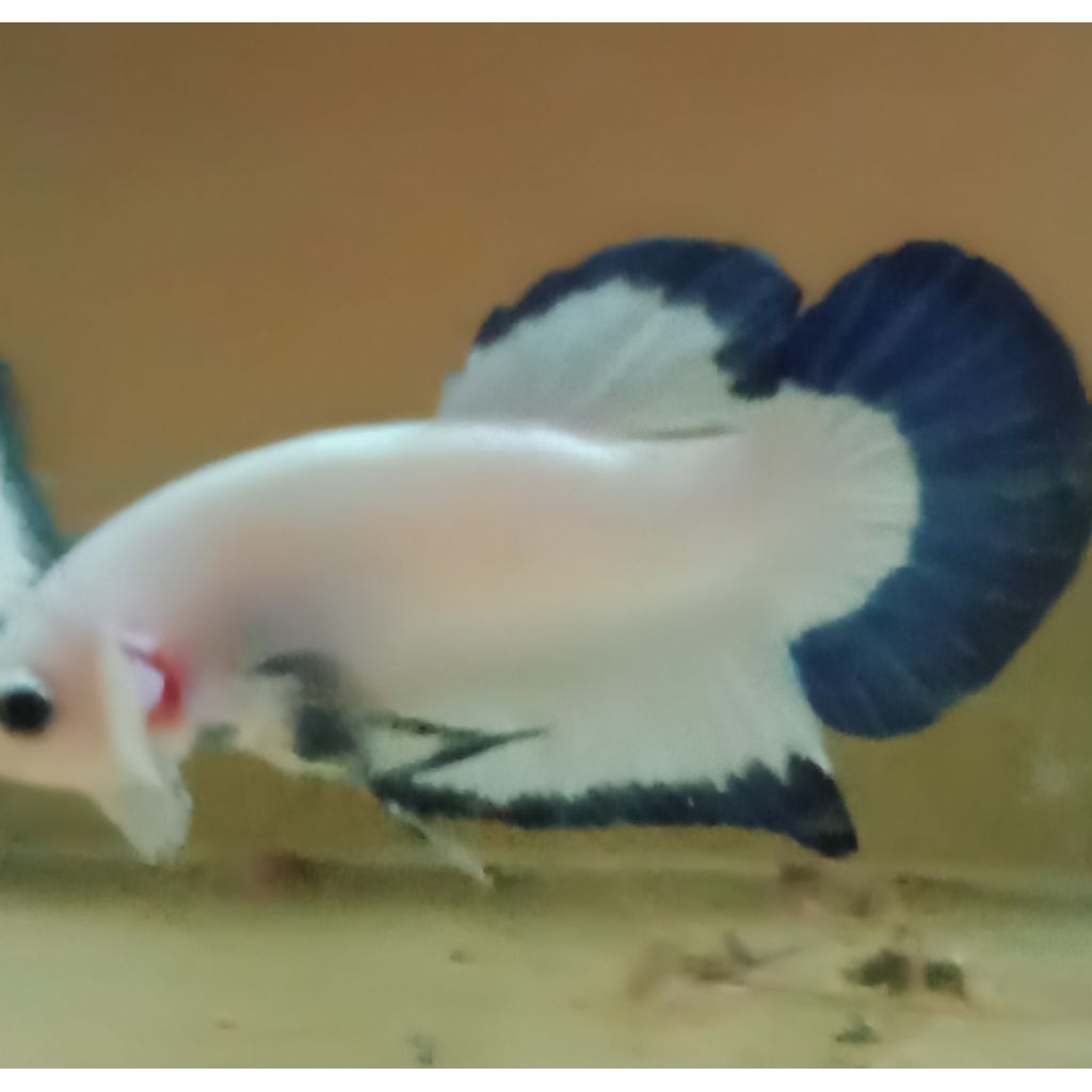 Blue rim sepasang ORI Thailand