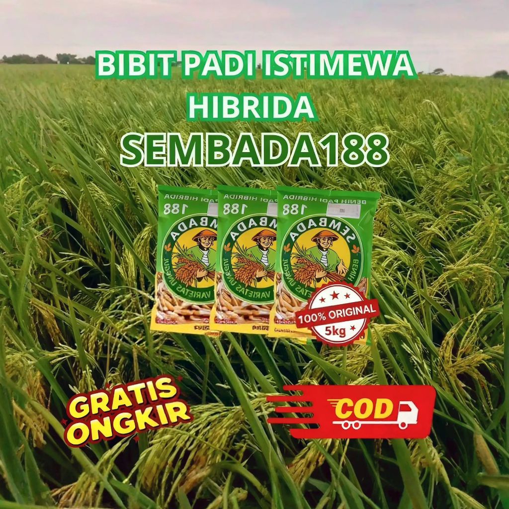 BIBIT PADI HIBRIDA F1 SEMBADA 188 ORIGINAL 100% KEMASAN 5 KILO