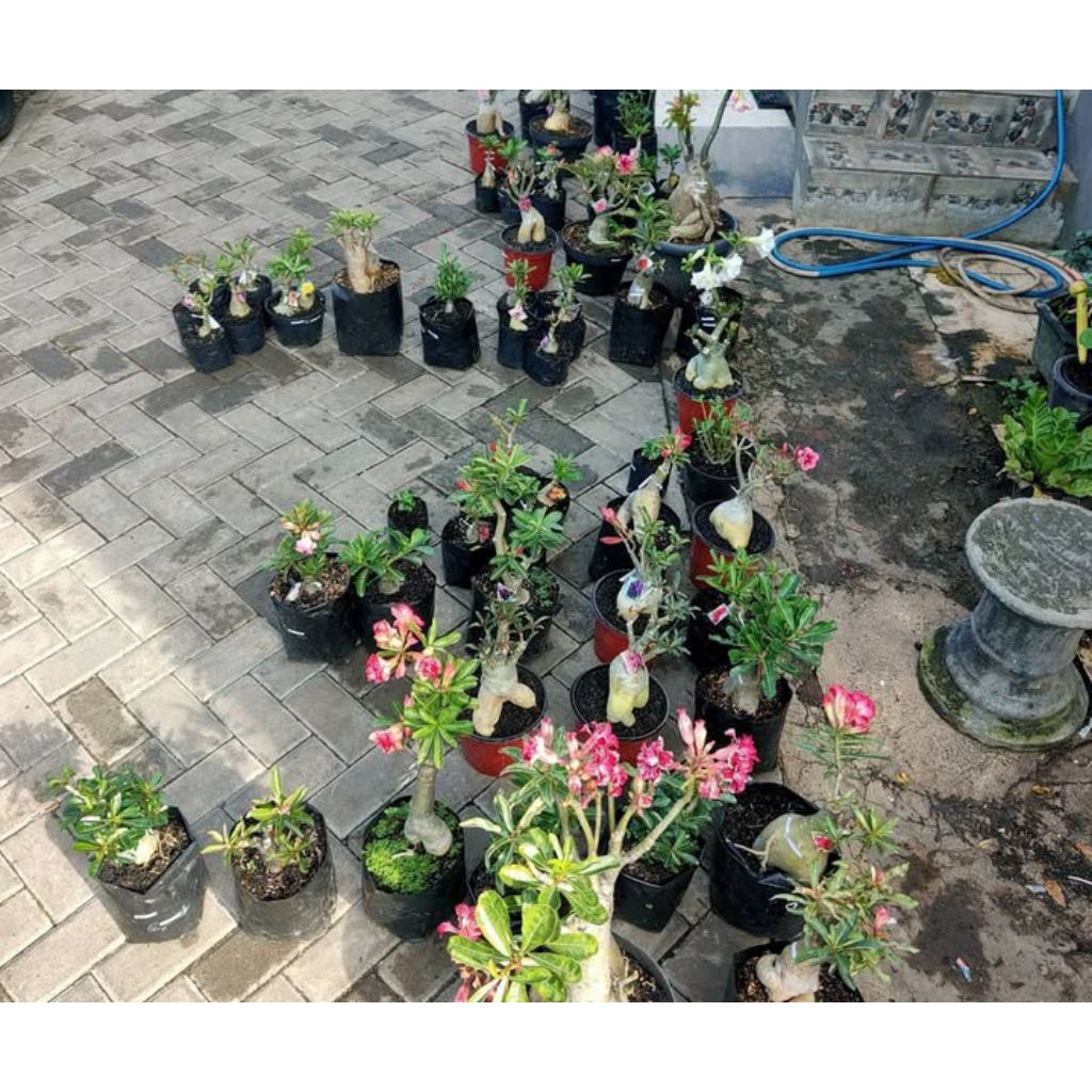 Promo tanaman hias bunga  Adenium Obesum mawar gurun, Adenium Arabicum batang kokoh, Adenium Somalen