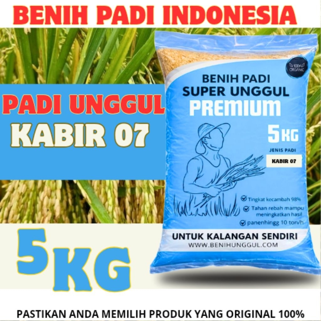 0benih Padi Unggul Kabir 07 5Kg Premium Padi Unggul Kabir 07 5 Kg Berkualitas Super