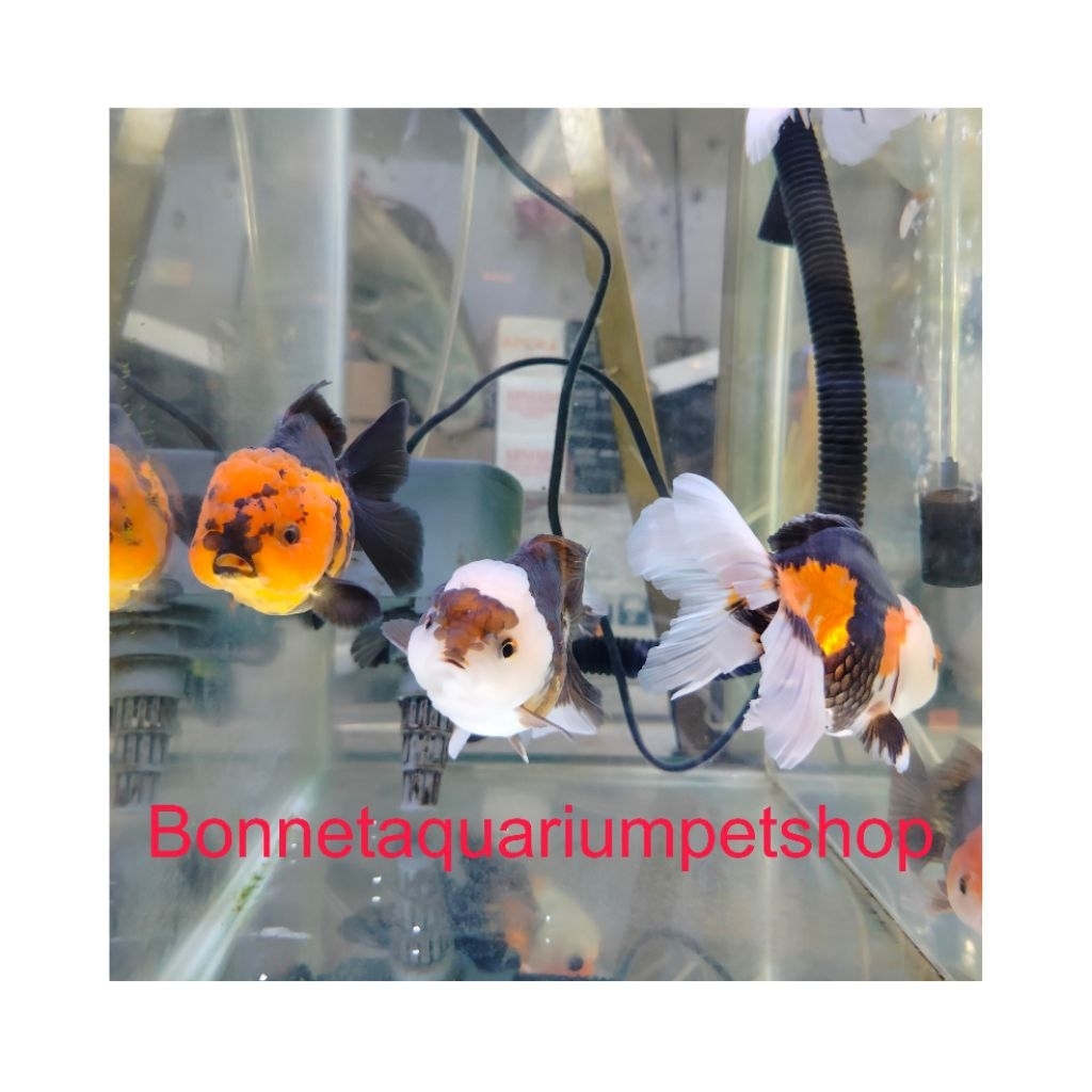 IKAN HIAS AQUARIUM KOKI PANDA TRICOLOR JUMBO ONLY INSTAN