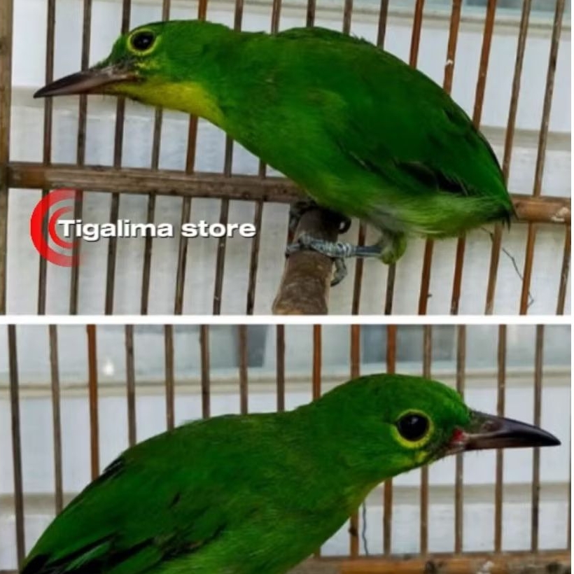 CUCAK IJO PH PILIHAN  (paruh hitam)