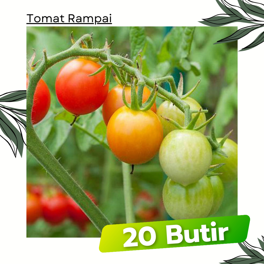 20 Butir - TOMAT Rampai Unggul PUCUNG Garuda Seed Bibit Tanaman Sayuran