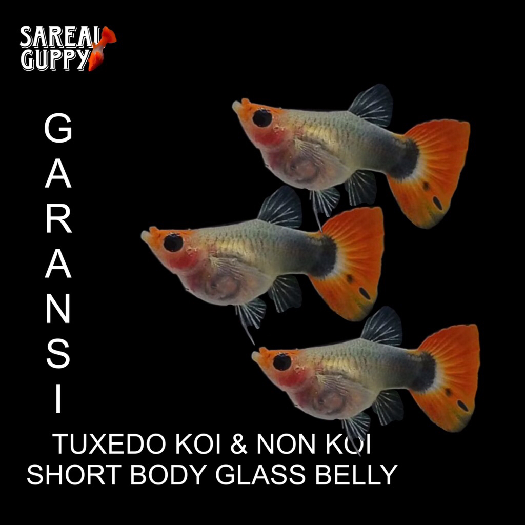 Kardus Packing - Guppy Tuxedo Short Body Glass Belly
