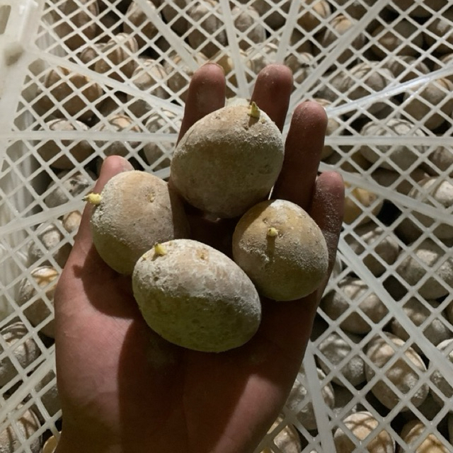 Benih Kentang G0 siap tanam granola L