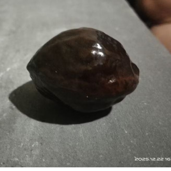 Kemiri Fighter Jenis JALIM A.GURAME ORI