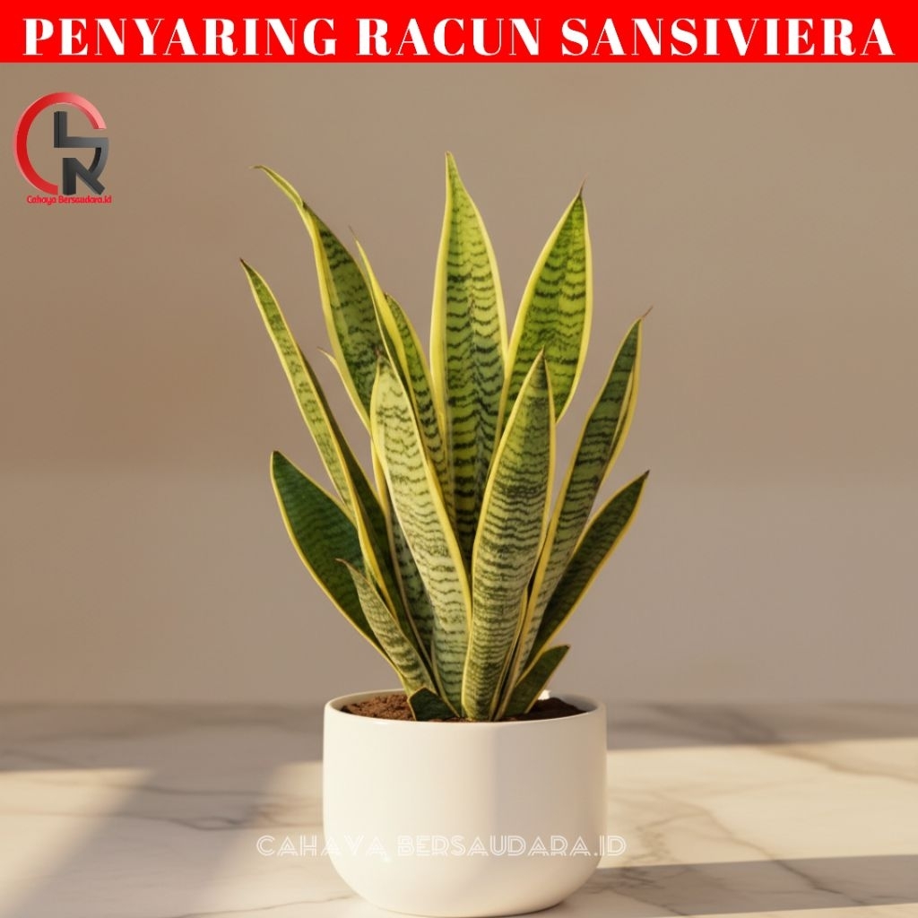 Tanaman Hias Sensivera Lidah Mertua Berkualitas Sensivera Lidah Mertua Termurah