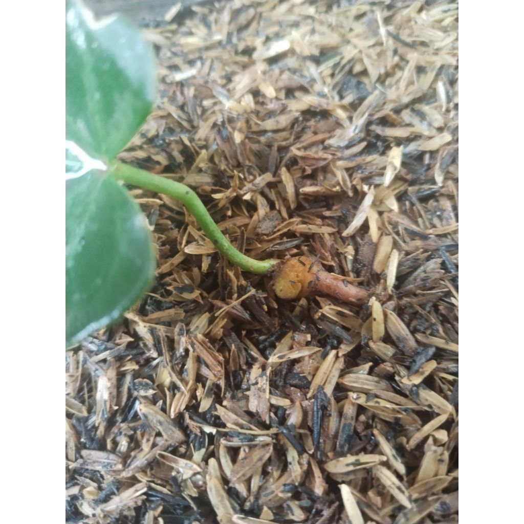 anthurium clarinervium tricolor dark form varigata ( bonggol )