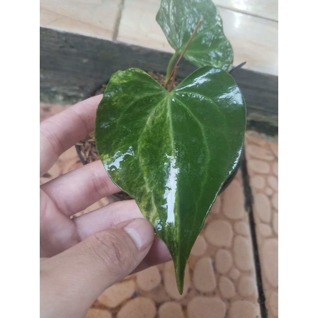 anthurium clarinervium tricolor varigata ( bonggol )