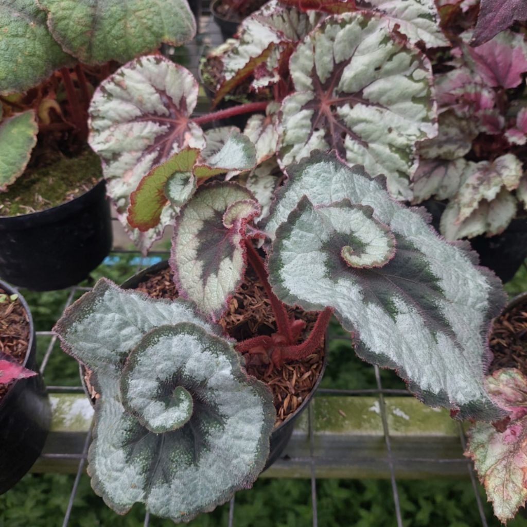 tanaman hias daun Begonia REX ESCARGOT (BEGONIA KEONG)