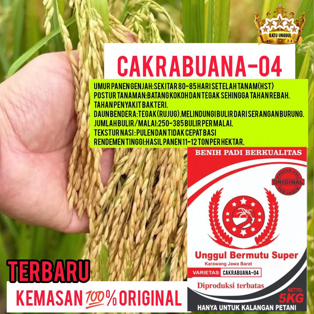 Bibit Padi (CB04) Cakrabuana-04 Super 5Kg Berumur Ultra Genjah Unggul