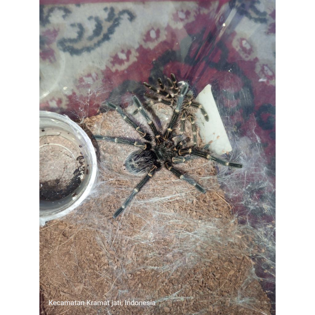 MAINAN PRANK TARANTULA PULCHRIPES