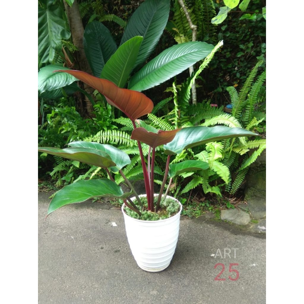 Philodendron Rojo Congo Philo Red Kongo Sesuai Foto