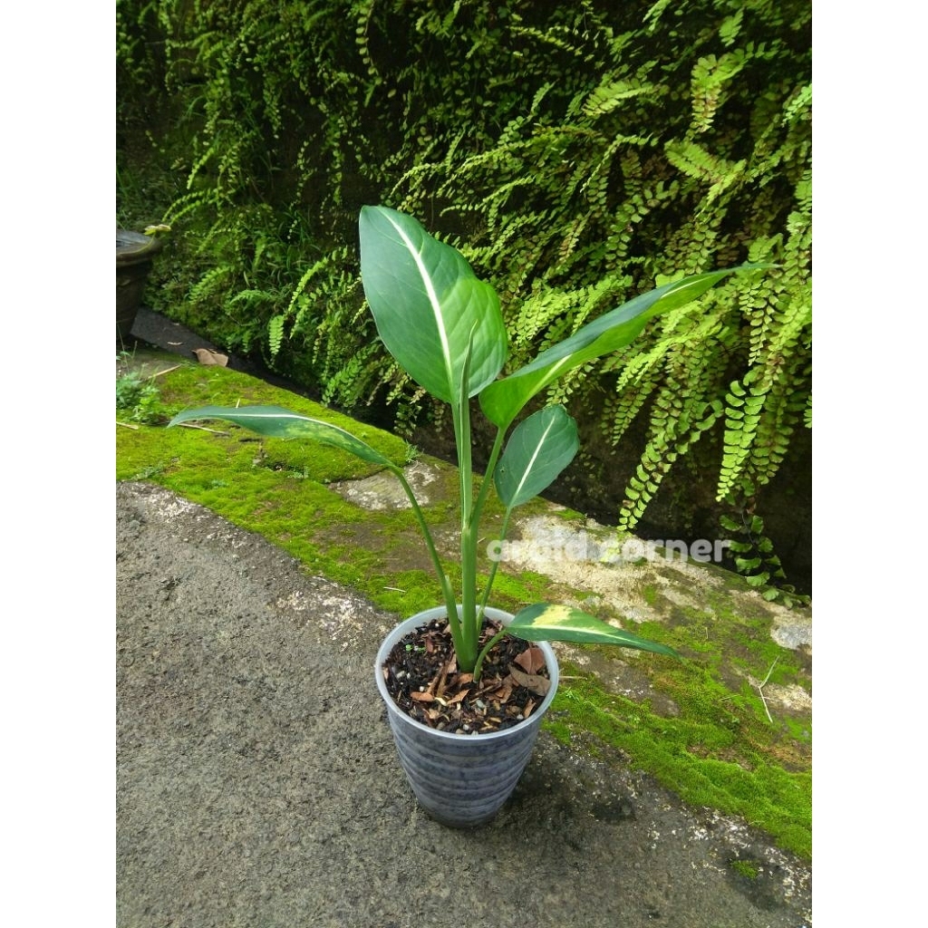 Dieffenbachia 'Oerstedii' Variegata Difen 'Green Magic' Varigata Real Picture