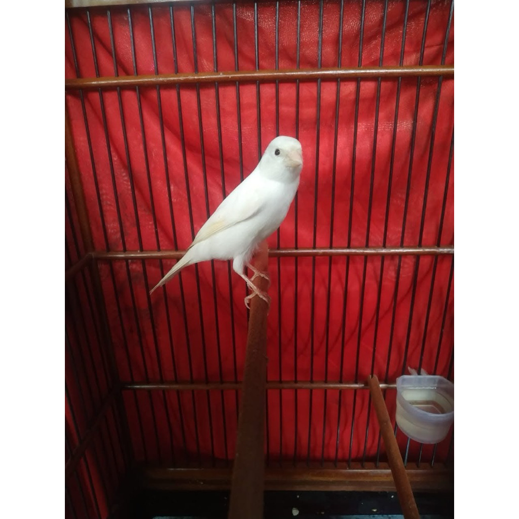 kenari loper gacor warna cerah gelap