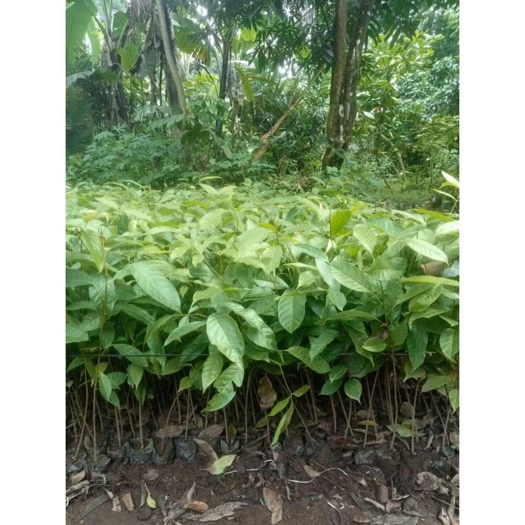 bibit Kayu Mahoni - Tanaman Kayu Mahoni - Kayu Mahoni Siap Tanam