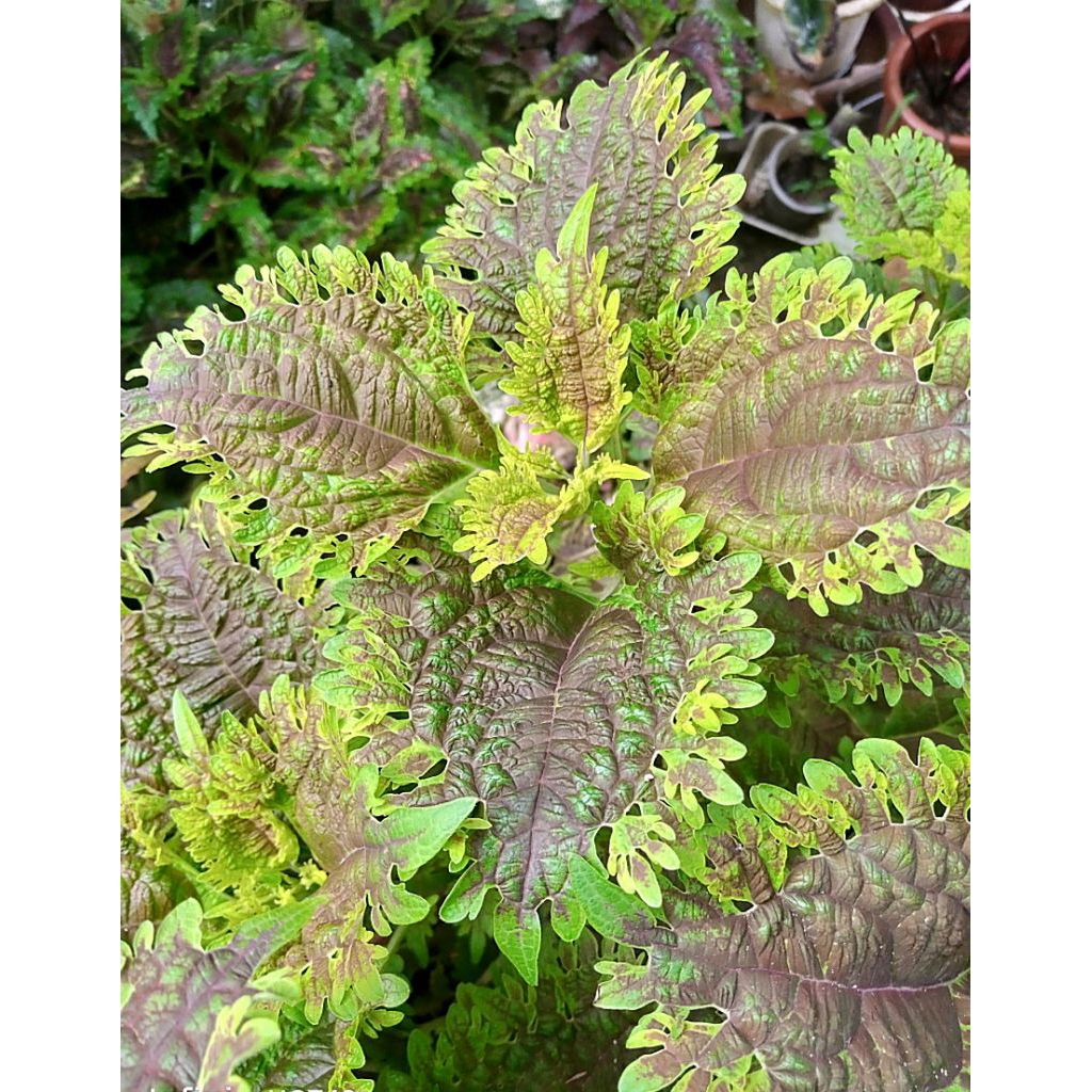 Miana renda kuning//coleus//jawer kotok//