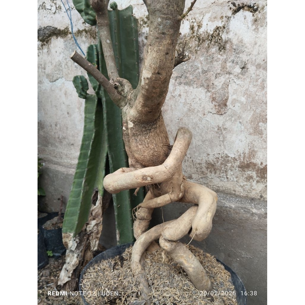 bonsai bogenvil sengapur orii