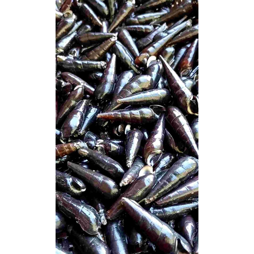 Susuh laut / Tutut laut seafood kaya protein dan omega3