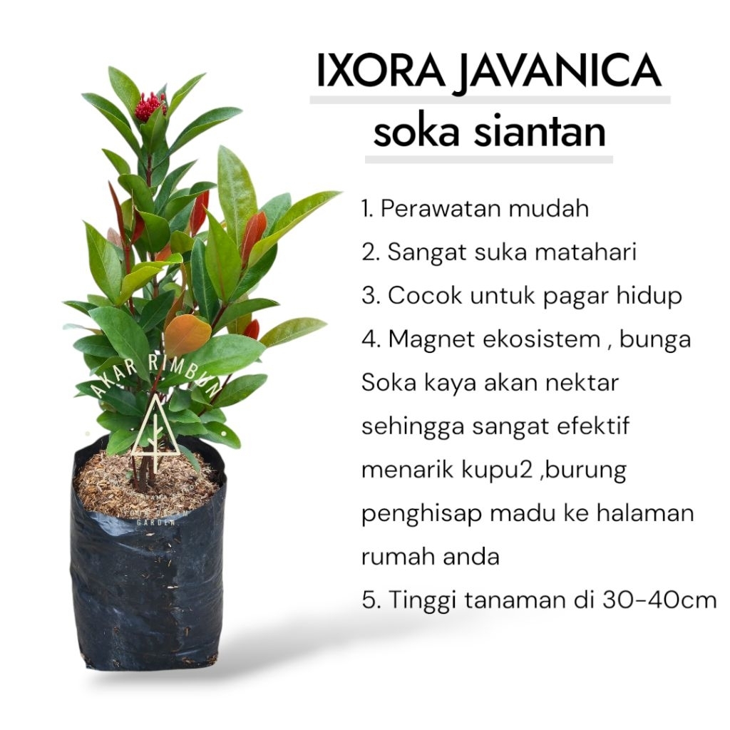 tanaman soka Siantan bunga merah / tanaman Soka bunga merah / ixora javanica