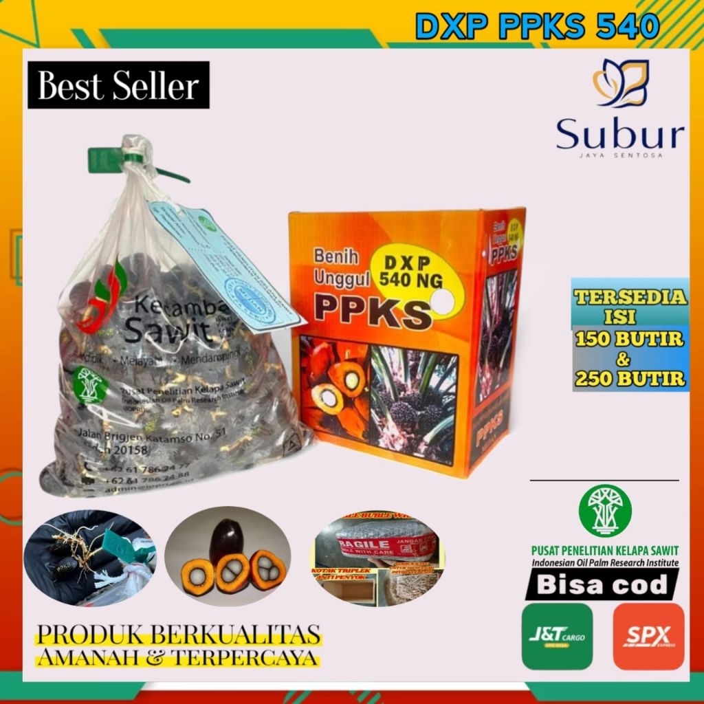 kecambah sawit dxp ppks 540 unggul berkualitas