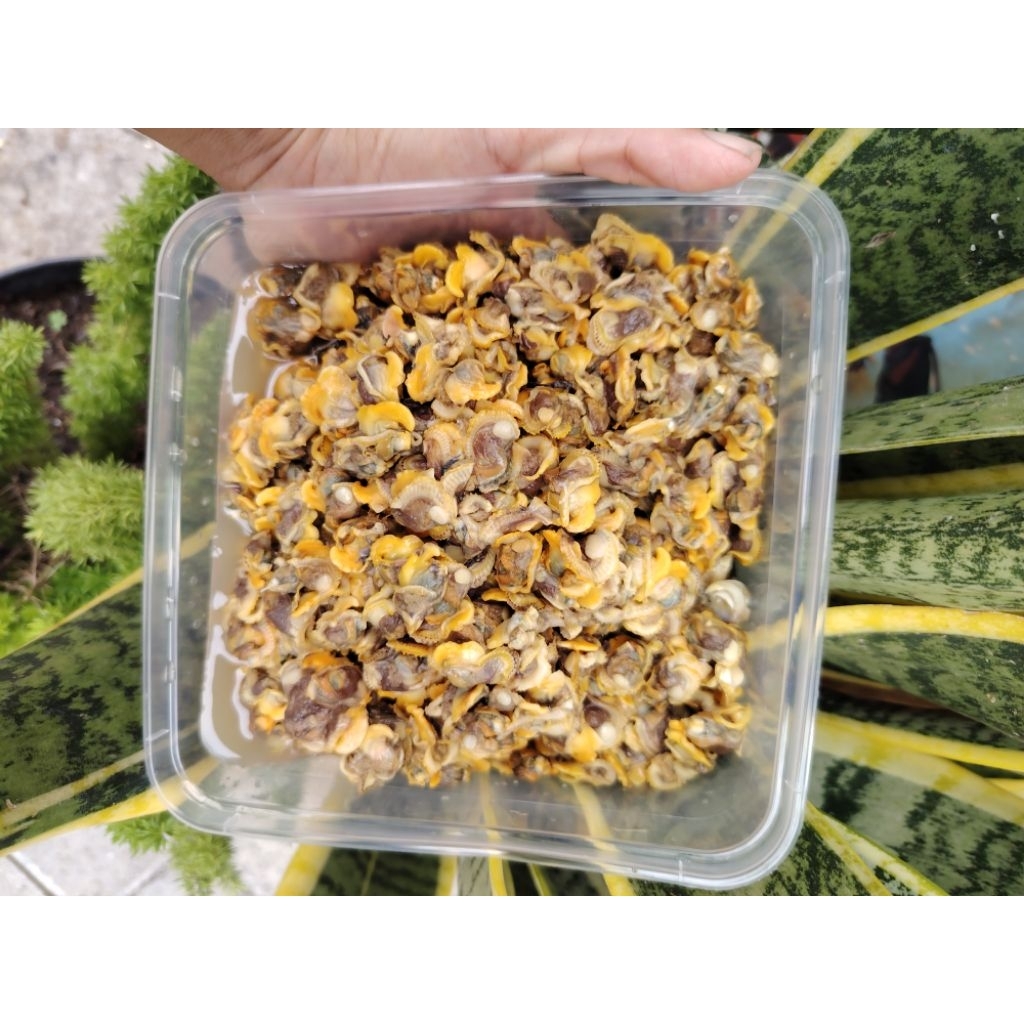 KERANG KUPAS KERANG SEGAR