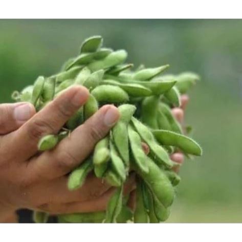BENIH KEDELAI EDAMAME 500 GRAM PILIHAN