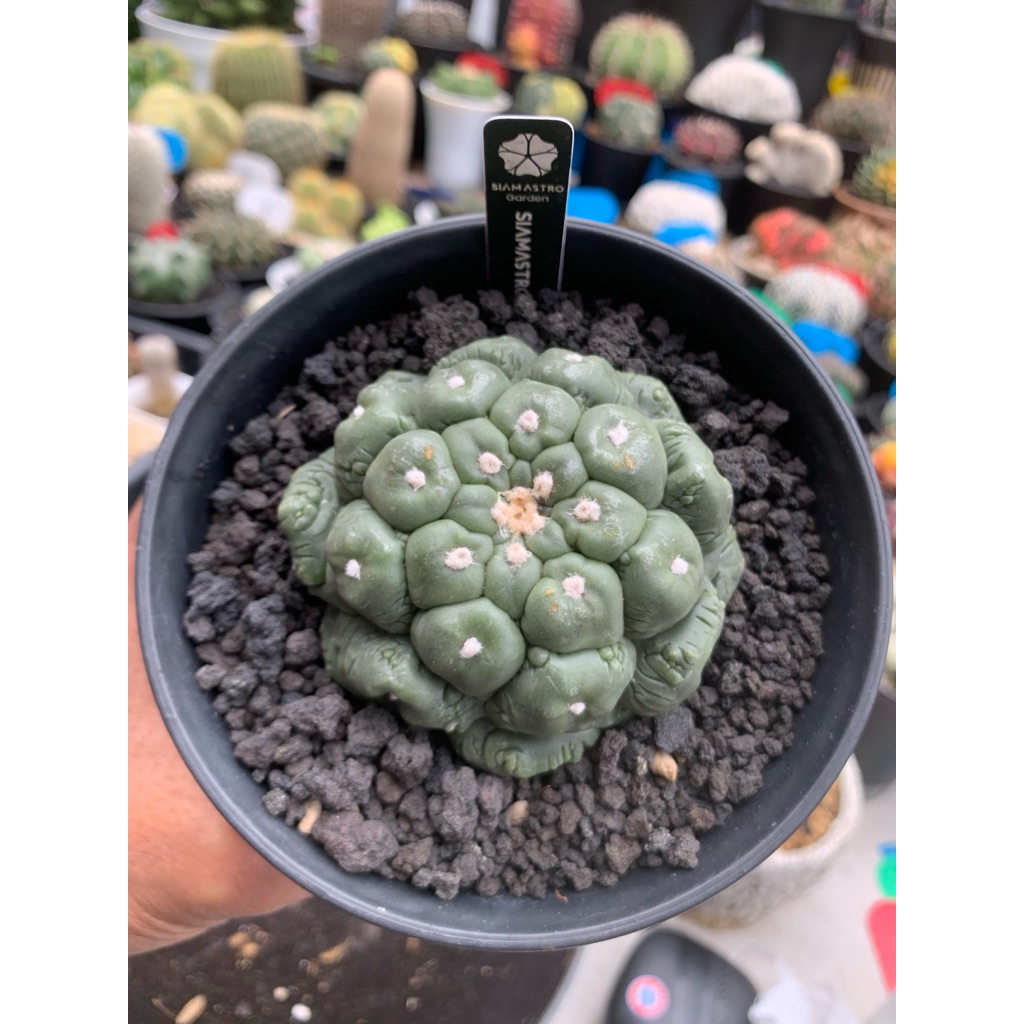 Atro cv Kikko "Lizard Skin"