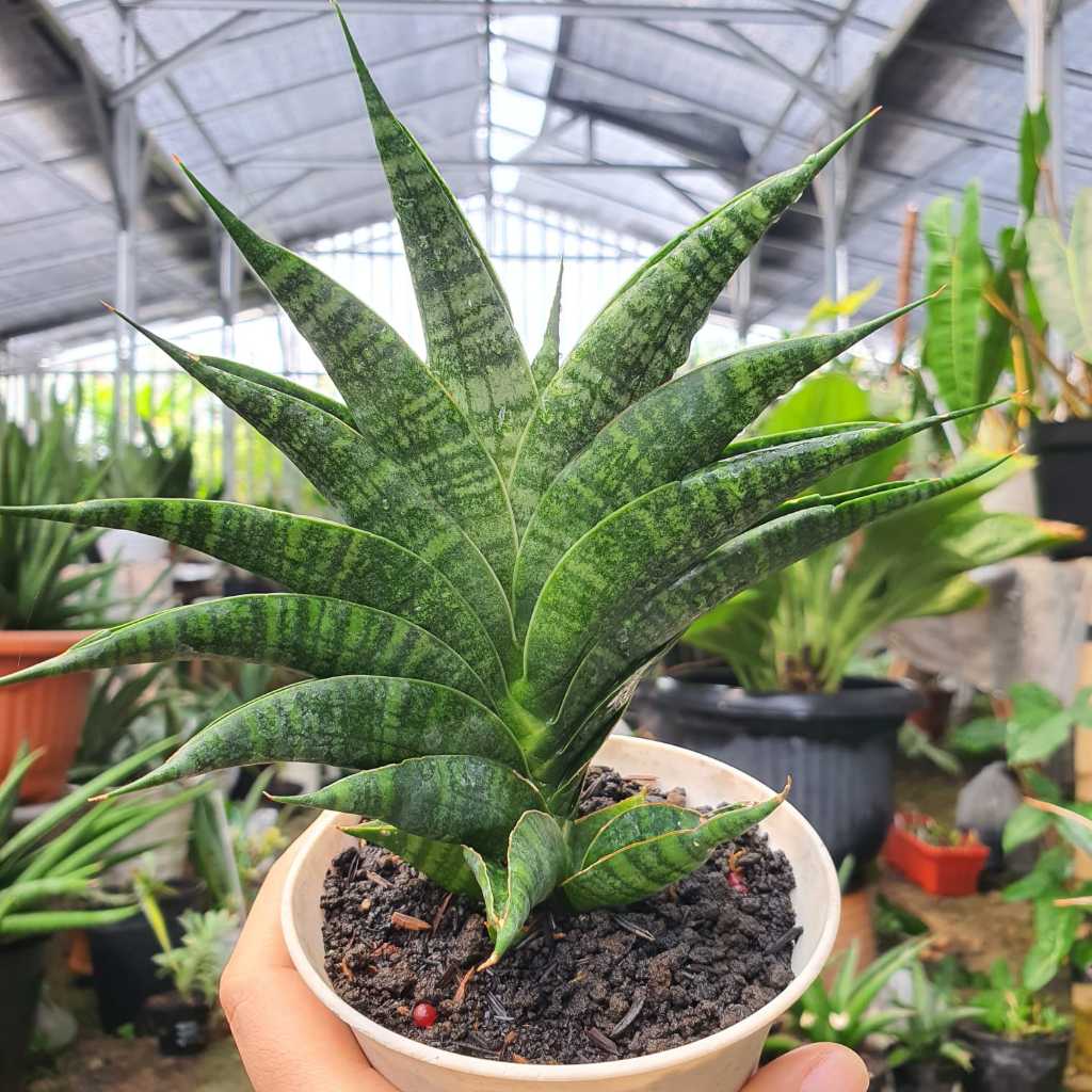 Sansevieria Hybrid Sindoro