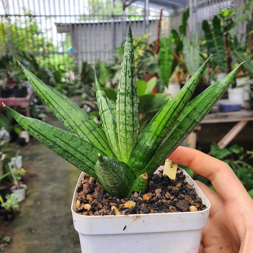 Sansevieria Hybrid Manja