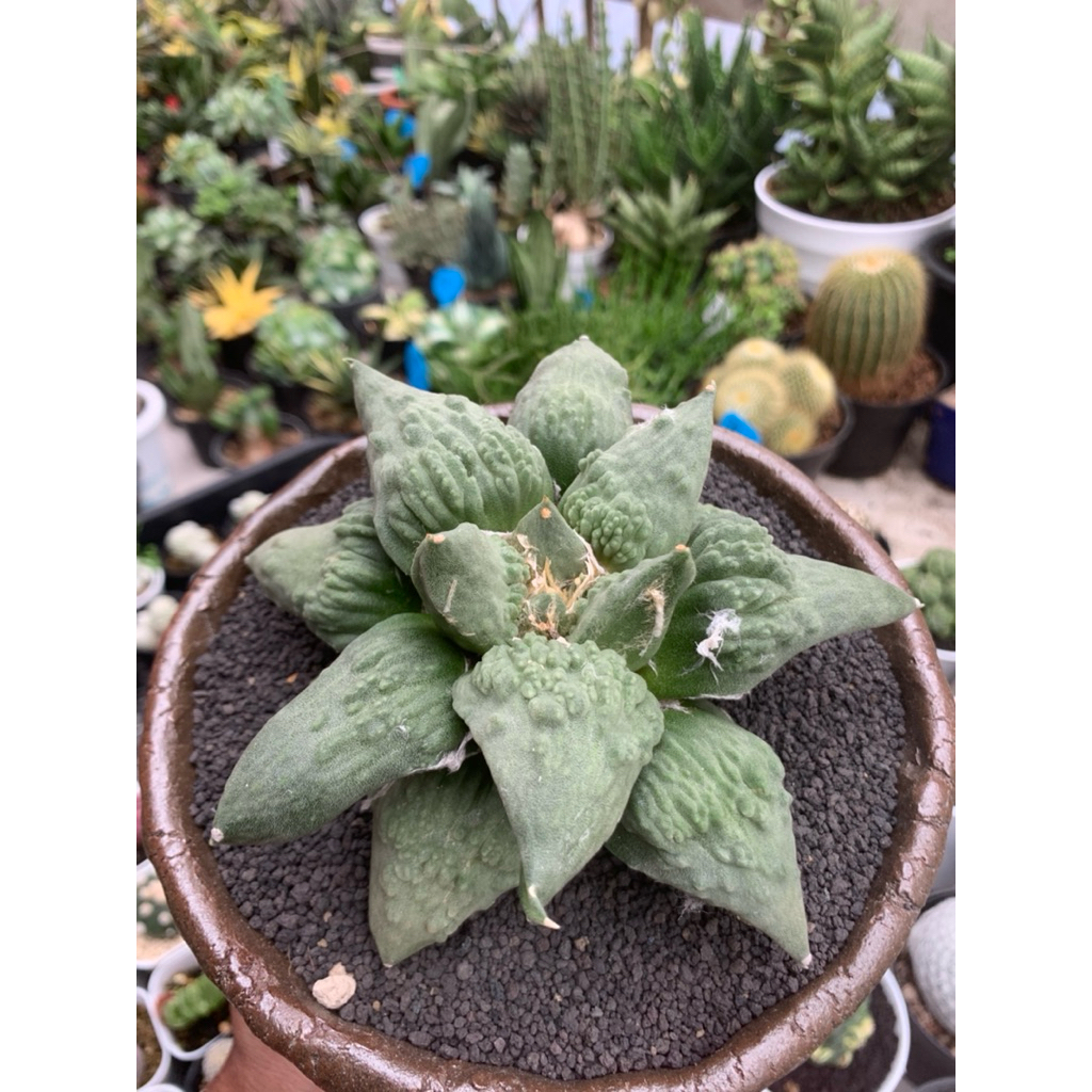 Ariocarpus retusus cv. Cauliflower