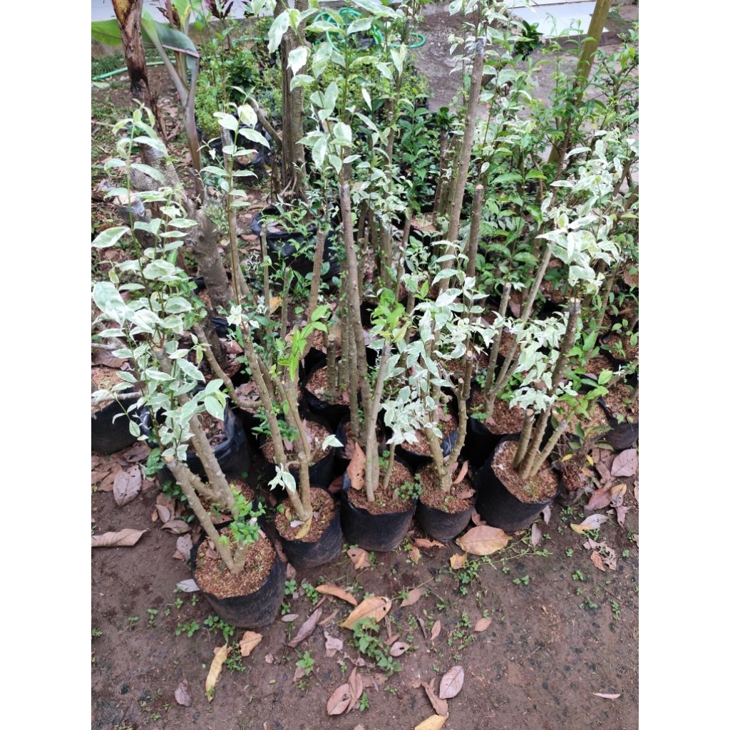 bonsai taman anting putri hiasan taman