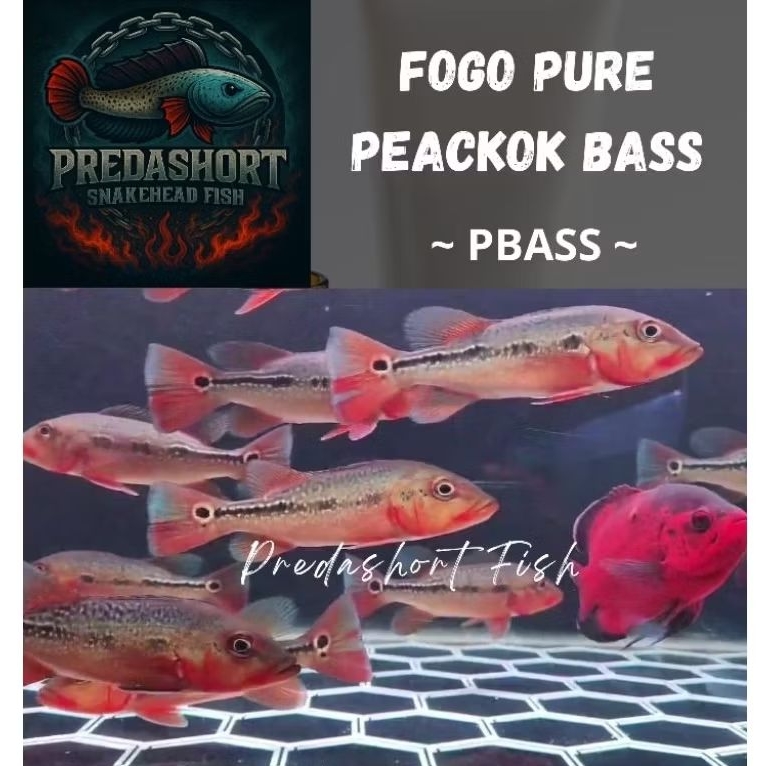 pbass fogo pure 100%  bergaransi