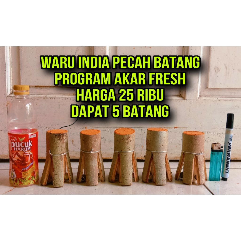 waru India pecah batang 25.000 dapat 5 batang program akar