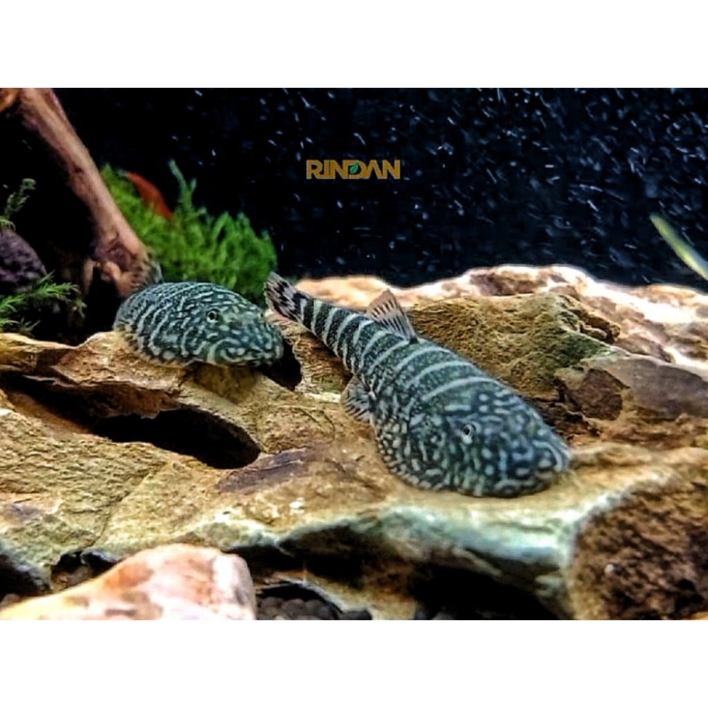 Borneo Sucker ikan hias aquascape/aquarium