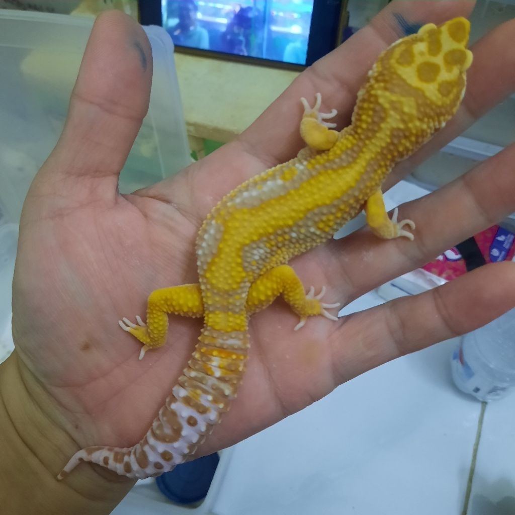 Mainan Anak Gecko leopard  BS Tremper Jantan dewasa siap Kawin