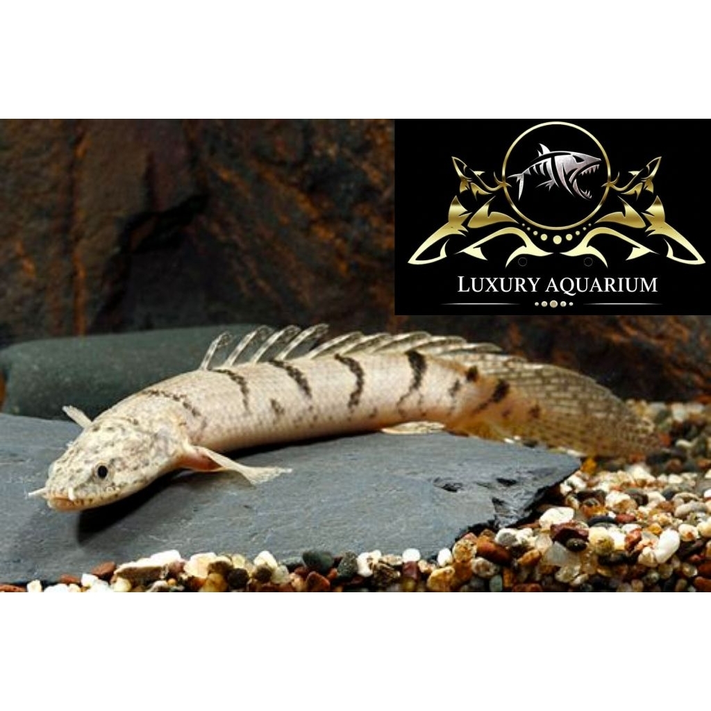 Palmas Delhezi Tiger 8cm - Ikan Naga Predator