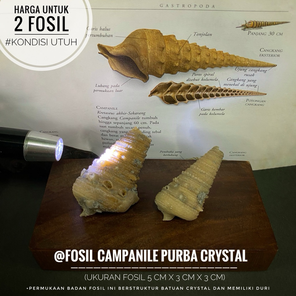 Fosil Campanile Purba Crystal Natural A27 atau Fosil Keong Tanduk Kristal atau Fossil Turritella ata