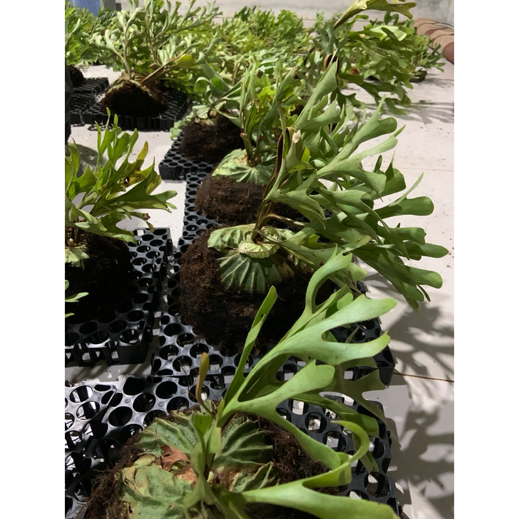 platycerium ridleyii