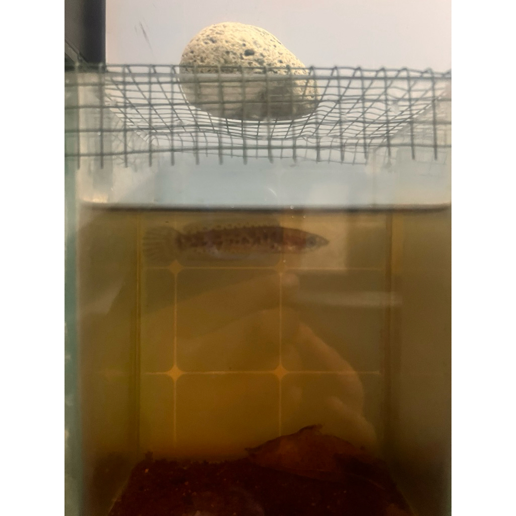 Channa Auranti Maculata