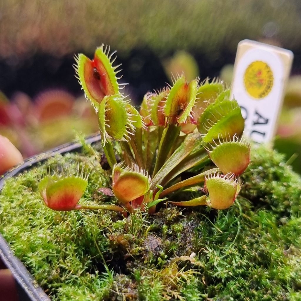 Tanaman Karnivora Pemakan Serangga Venus Flytrap "Australian Cup"