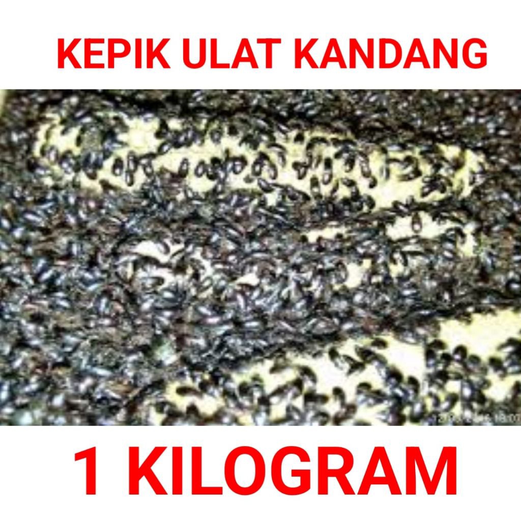 kepik ulat kandang 1 kg fres siap produk
