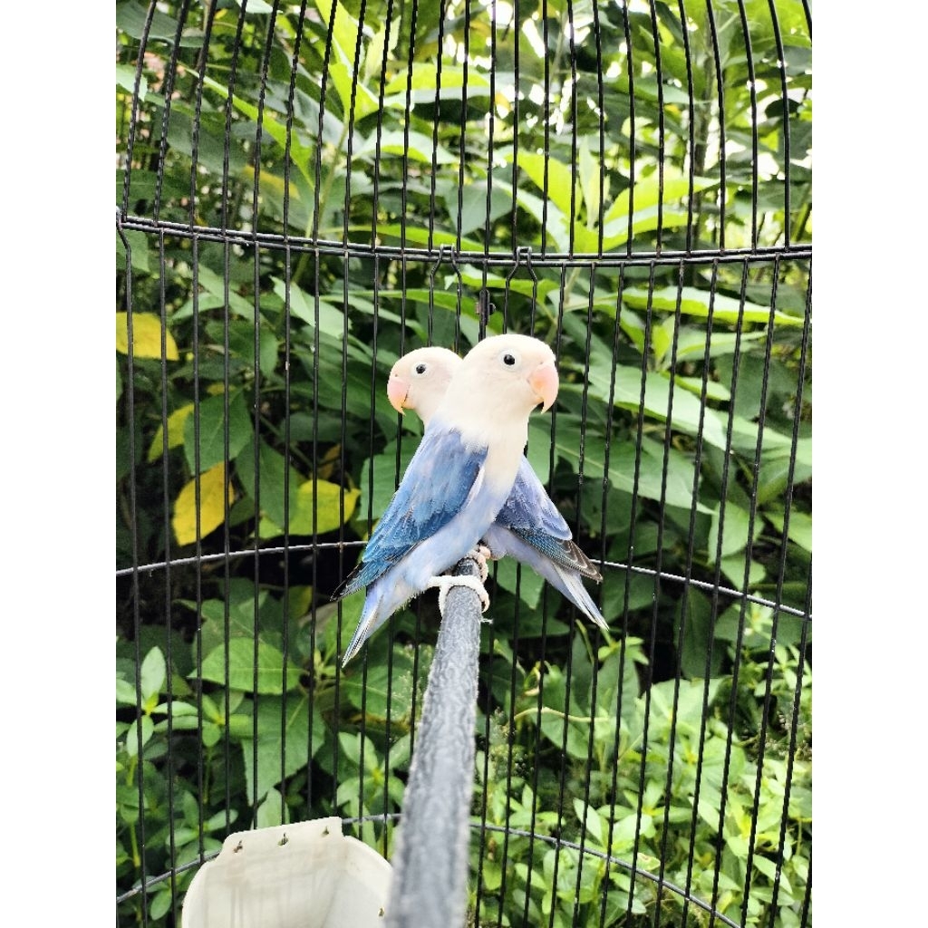 Lovebird biola vio