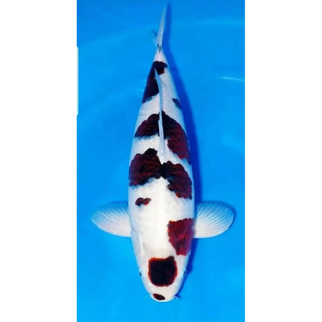 Koi goromo size 30-32