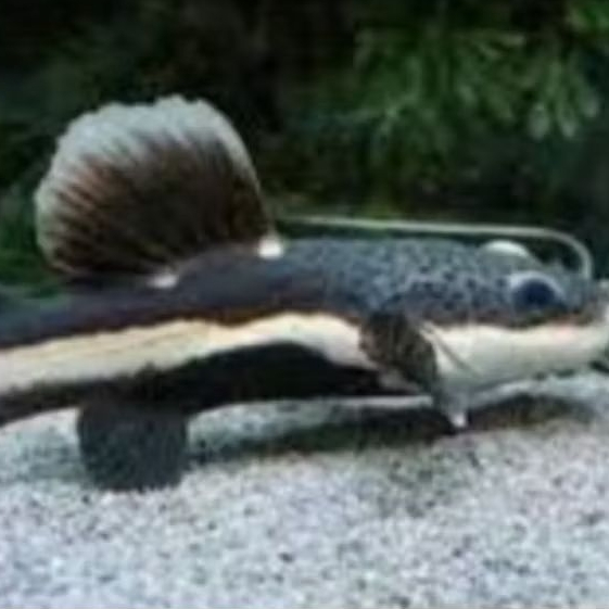 Leopard Rtc 10_14cm agresif