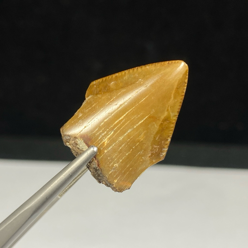 Gigi Hiu fosil batu - Fosil Gigi Hiu - Shark Tooth