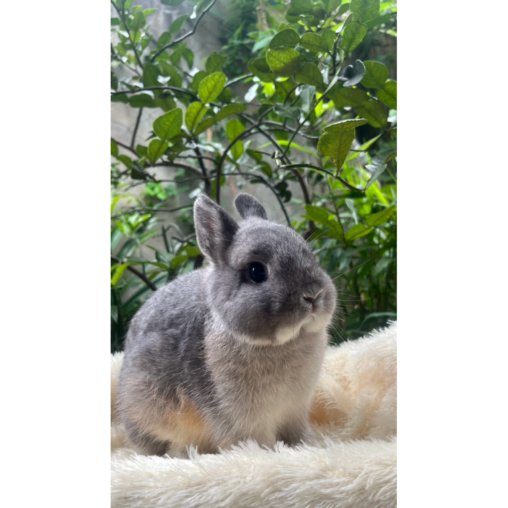 kelinci NetherlandDwarf , kelinci ND, kelinci hias , kelinci lucu