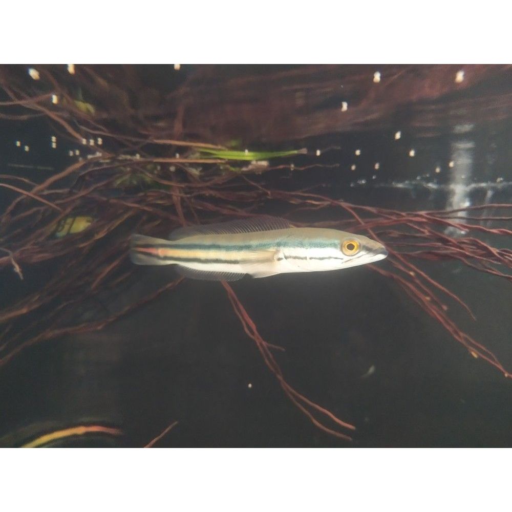 Hiasan Aquarium Toman Ikan Hias Sehat 13-15cm - Warna Cantik, Ukuran 13-15cm, Lincah dan Sehat