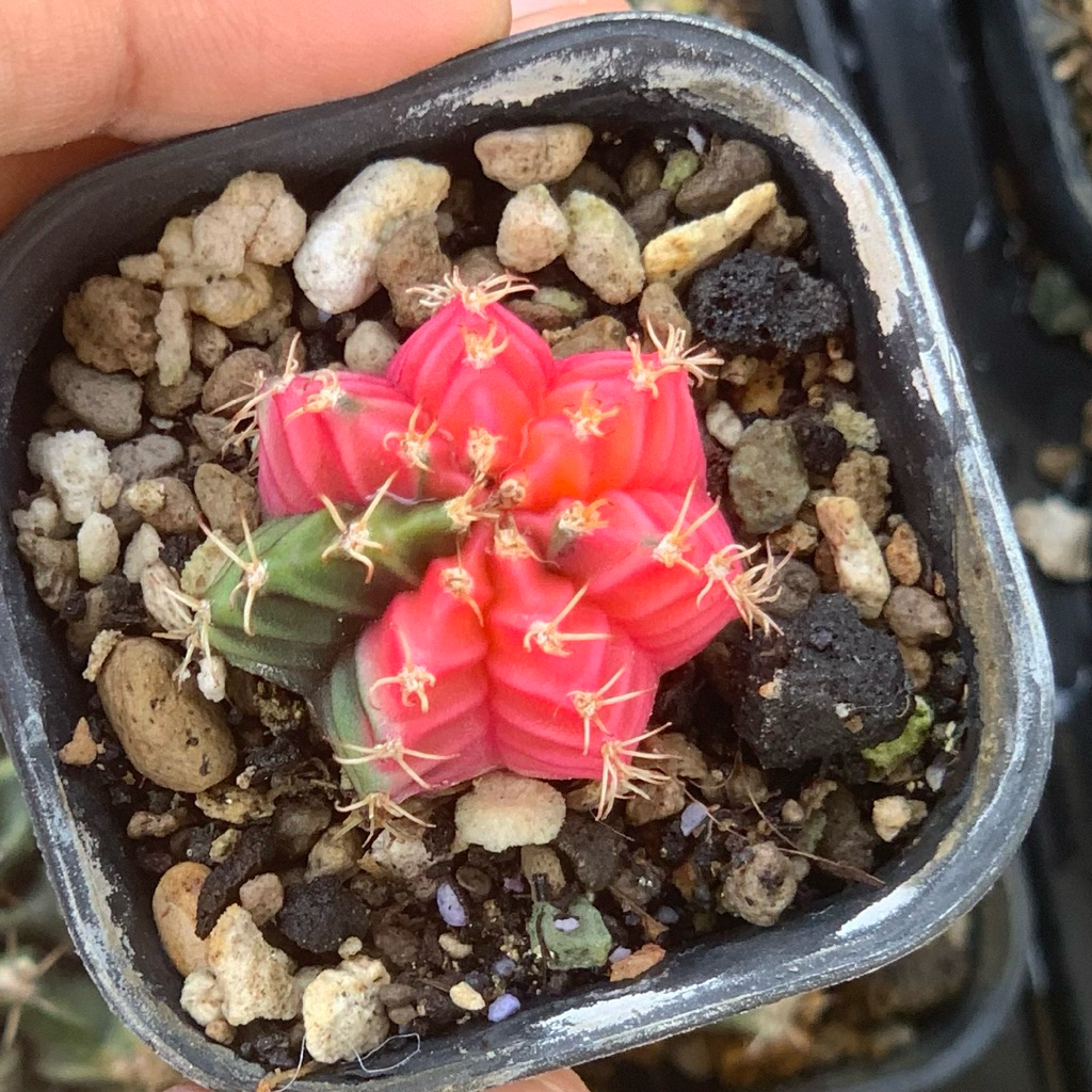 Gymno Miha Hybrid Var (pink orange kaktus gymnocalycium mihanovichii varigata kaktus belajar tanaman