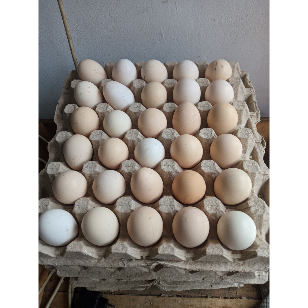 Telur ayam kampung omega
